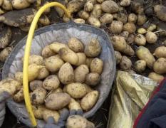 望奎东郊乡 北方地区新产土豆，价格合理