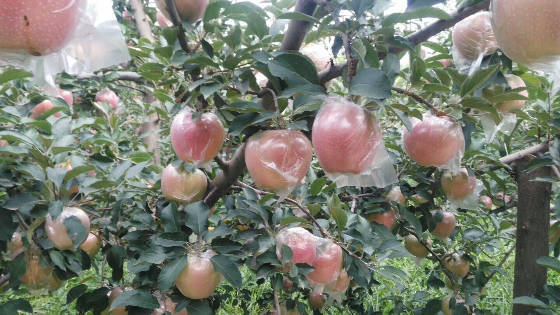 2017年山西临猗红苹果价格