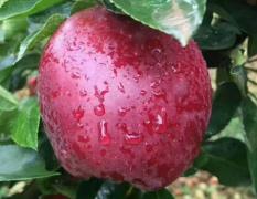 甘肃天水纸袋优质红富士苹果