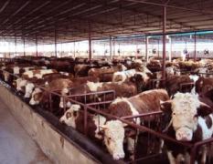 2017忻府各种优质肉牛、奶牛、西门塔尔肉牛