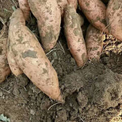 河南通许龙九红薯0.4元左右