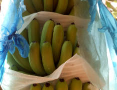 南宁是全国最大的香蕉产地之一