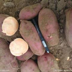 谯城区张店乡是多年的红薯基地