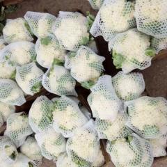 山东肥城雪玉，雪宝菜花大量上市供应中