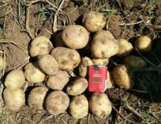 吉林扶余进入八月扶余铃薯种植基地