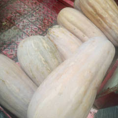 2017宜城南瓜 大量供应金韩密本南瓜