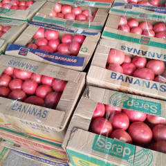 河北省秋季大棚西红柿大量上市，果行好