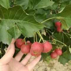 从我小时候记事起，我家就有山楂树