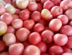 河南内黄硬粉西红柿质量好，硬果，耐运输