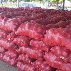 察右前旗洋葱基地，主要以黄色和红色洋葱为主