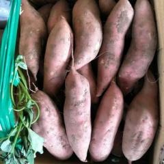 河南开封县双季红薯营养丰富