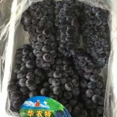 东莞市长征果品贸易有限公司