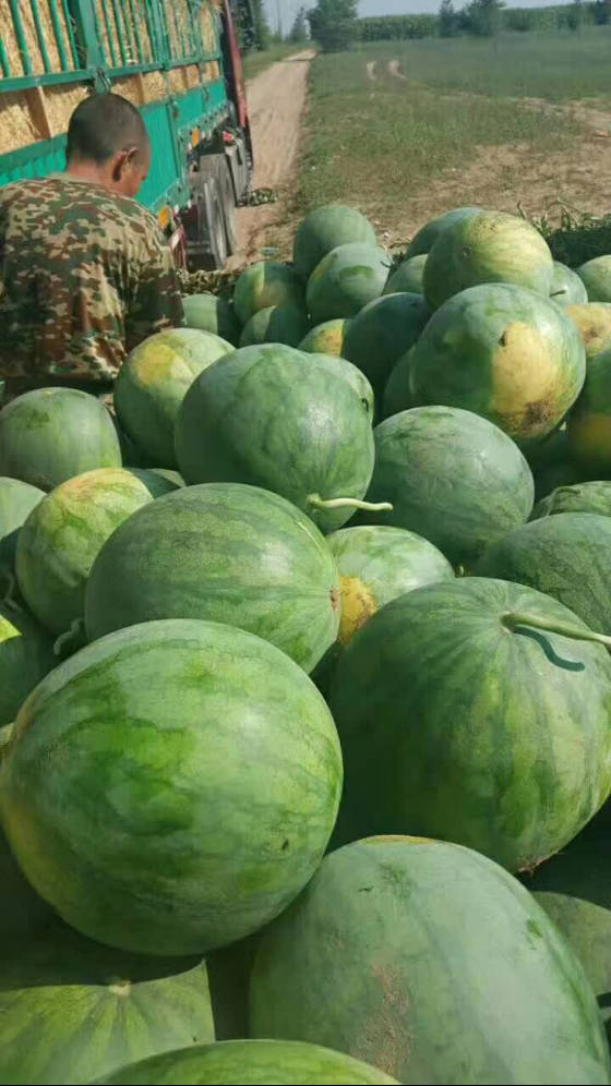 内蒙古库伦旗花皮无籽瓜好无任何病害个头匀