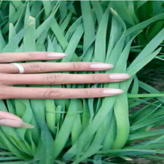 2017柘城韭菜现在订货有惊喜