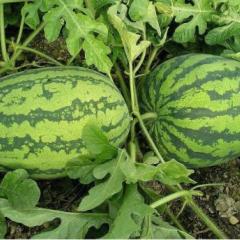 红旗满族乡20万斤新红宝,个体户种植