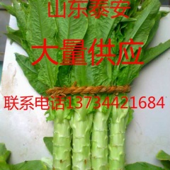 山东岱岳9月20号左右有万亩优质莴笋上市