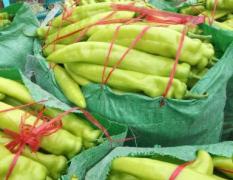 南乐福堪镇羊角椒辣椒 数万亩瓜果蔬菜种植大棚
