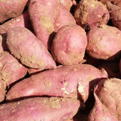 洙边镇地处丘陵地区，盛产高淀粉型红薯