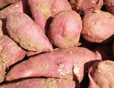 洙边镇地处丘陵地区，盛产高淀粉型红薯