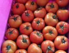 莘县的大红西红柿已经大量上市