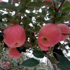 正洛川红富士苹果，个大，色美