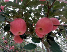 正洛川红富士苹果，个大，色美