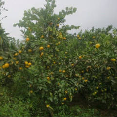 四川雁江南丰蜜桔柑橘