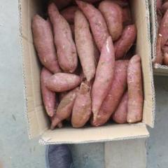 山东济宁大量红薯上市，质优价廉