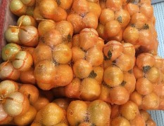 正是柚子上市的季节，梅州红星柚子