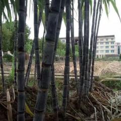 浙江温岭黑皮甘蔗，水足可口