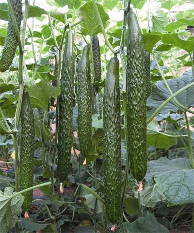 2017年山东沂南德瑞特721黄瓜价格