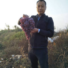 大荔葡萄 陕西省大荔县红提葡萄