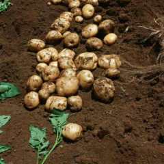 九原土豆 这里有大量的夏坡蒂，荷兰十五