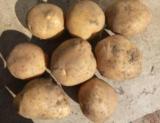 吉林省扶余市土豆现已开始大量供应