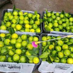 东莞橘子代销、东莞橘子批发