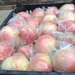 大荔10月份有桃王久久、中华寿桃