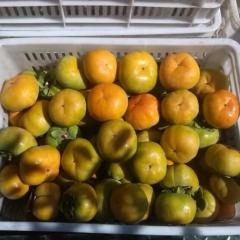 大荔万亩柿子基地/主要品种有6月黄柿子产地