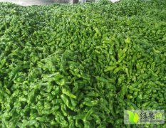 山东 秀海果蔬合作社长期供应各种辣椒