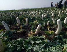 辽宁省凌海市有大量长白萝卜出售