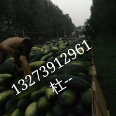 焦作沁阳小杜大量供应低价黑皮冬瓜
