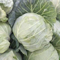 河北曲周，甘蓝上市，现在中甘十五