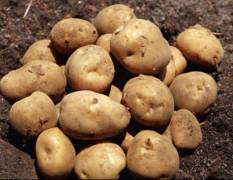 北林土豆 优质土豆，自家精心种植
