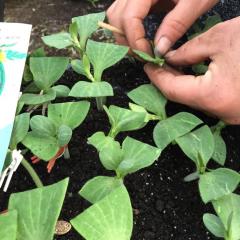 嫁接西瓜苗、美都西瓜苗、8424西瓜苗宿都种苗