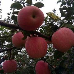 陕西花冠苹果大量开始上市了