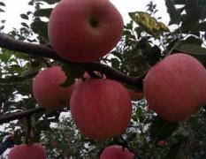 陕西花冠苹果大量开始上市了