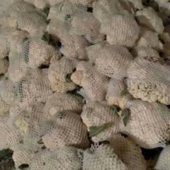 泾阳菜花 我有专业的代收队伍为你服务