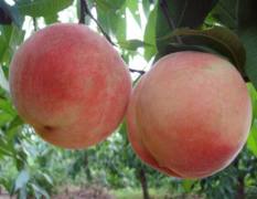 桃园的秋桃品种为高品质、极晚熟“映霜红”