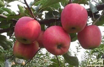 费县苹果 本产区位于沂蒙山区，苹果色泽好