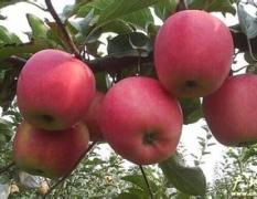 费县苹果 本产区位于沂蒙山区，苹果色泽好