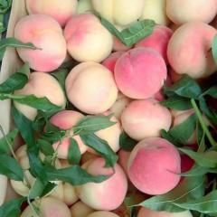 2017大荔蜜桃 所有的光果 膜袋毛桃基本告一段落